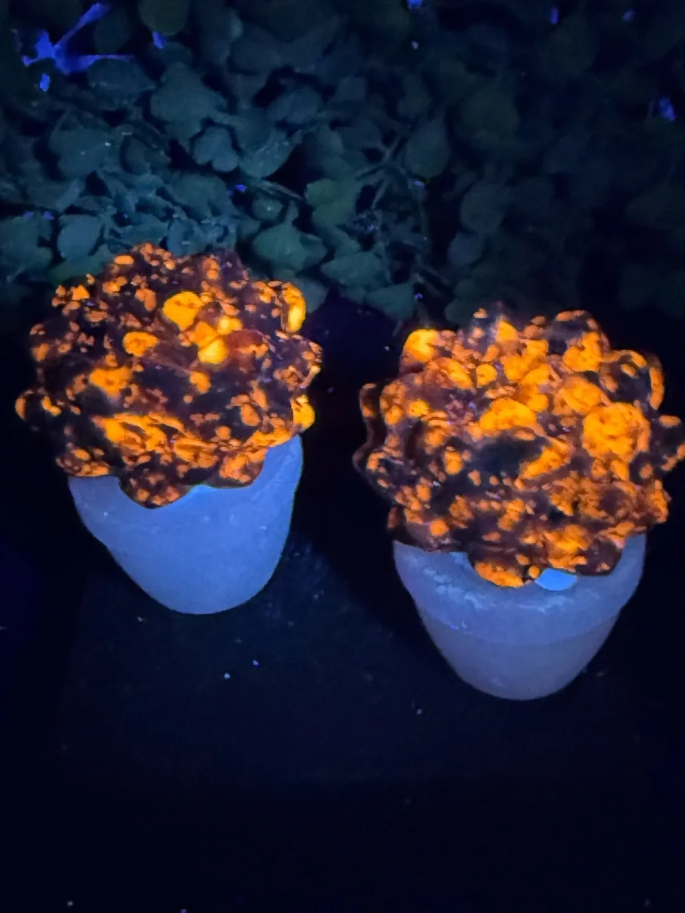 N/A adorable yooperlite